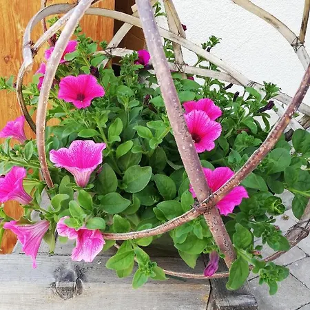 아파트 Steger 2 *