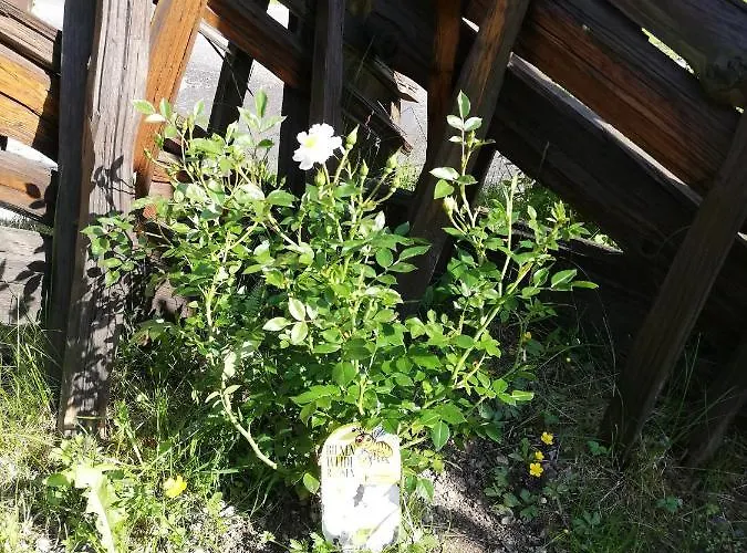 Steger 2 Appartement