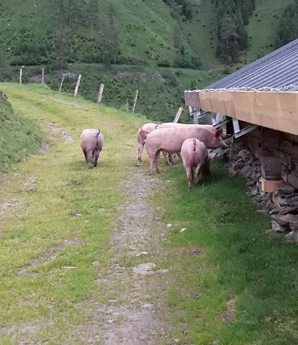 Steger 2 Apartamento